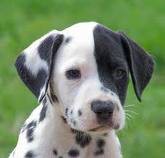 /album/galeria-de-fotos-foto-da-semana/images-de-cachorro-jpg/